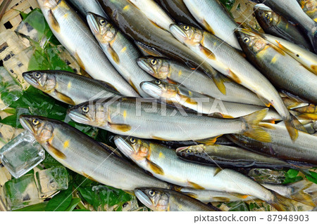 Ayu, big catch 87948903