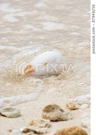 A beach shell 87949256