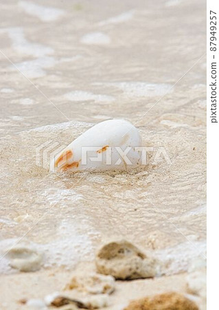 A beach shell A beach shell 87949257