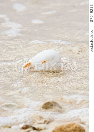 A beach shell 87949258