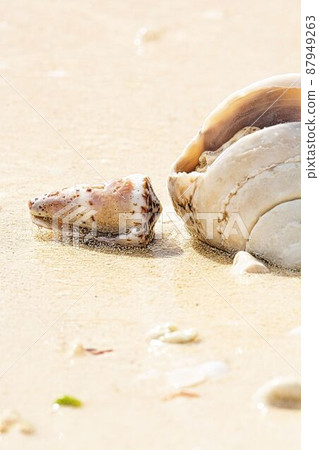 A beach shell 87949263