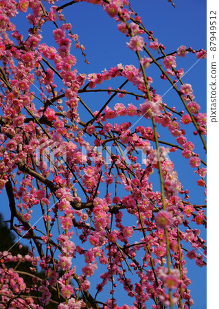 材料照片:春梅的氣味和顏色 材料照片:春梅的氣味和顏色 87949512