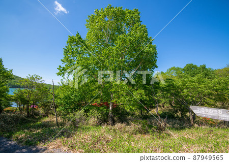 赤城公園大沼觀從關東親合路初夏風景 87949565
