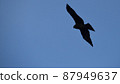 Some bird flying in the sky 87949637