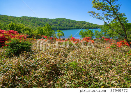 Akagi Park, Lake Onuma, Japanese azalea, early summer scenery 87949772