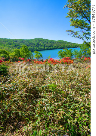 Akagi Park, Lake Onuma, Japanese azalea, early summer scenery 87949773