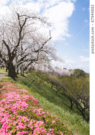 公園裡的櫻花和杜鵑花 87949882