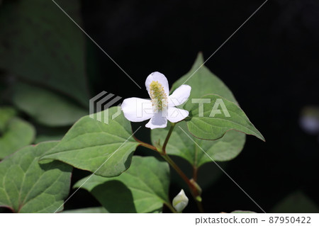 Hokkaido Hokkaido 87950422