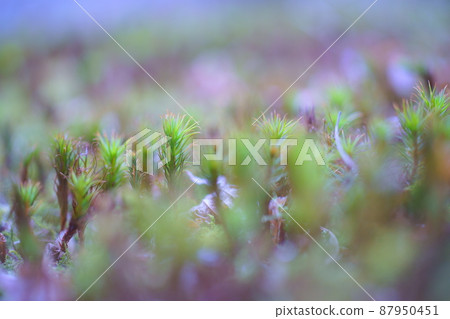 苔蘚花園 87950451