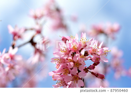岡崎櫻花特寫 87950460