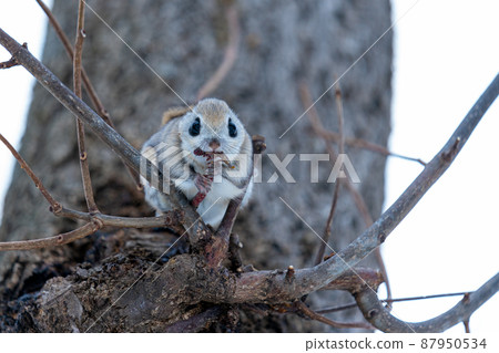 Ezomomonga that perches on twigs and eats alder ears Ezomomonga that perches on twigs and eats alder ears 87950534