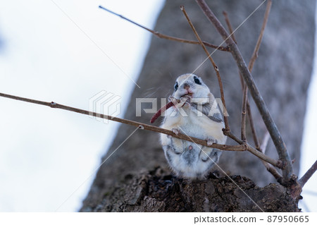 棲息在樹枝上，吃榿木耳朵的Ezomomonga 87950665