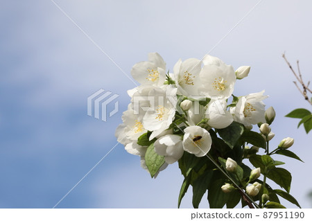 Philadelphus 87951190