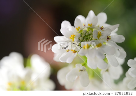 伊比利斯的白花 87951952