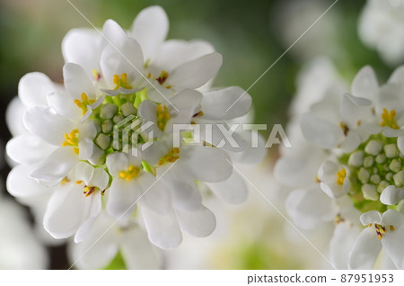 白色透明的伊比利亞花 87951953