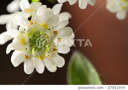 白色透明的伊比利亞花 87951954