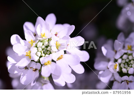 像婚紗一樣的伊比利亞白花 像婚紗一樣的伊比利亞白花 87951956