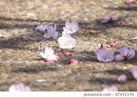 Cherry blossoms that fell to the ground (Okanzakura) 87952150