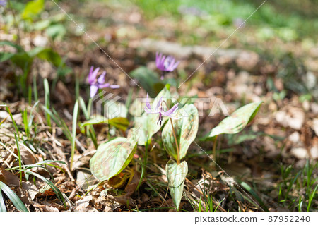 片栗（萬葉自然公園片栗之鄉） 87952240