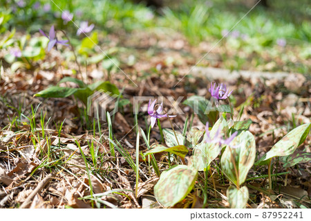 片栗（萬葉自然公園片栗之鄉） 87952241