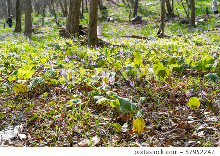 Katakuri (Manyo Nature Park Katakuri no Sato) 87952242