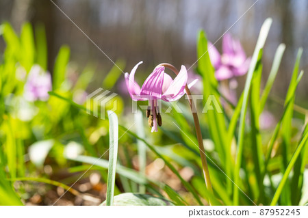 Katakuri (Manyo Nature Park Katakuri no Sato) 87952245