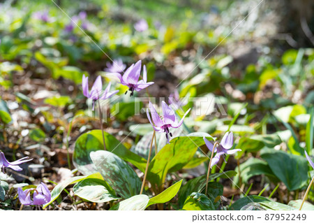 Katakuri (Manyo Nature Park Katakuri no Sato) Katakuri (Manyo Nature Park Katakuri no Sato) 87952249