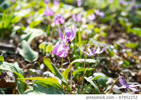 片栗（萬葉自然公園片栗之鄉） 87952252