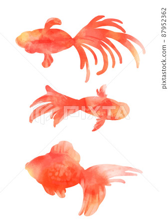 一組 3 種水彩風格的美麗金魚 一組 3 種水彩風格的美麗金魚 87952362