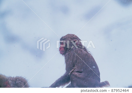 Snow monkey in Jigokudani Monkey Park Snow monkey in Jigokudani Monkey Park 87952464