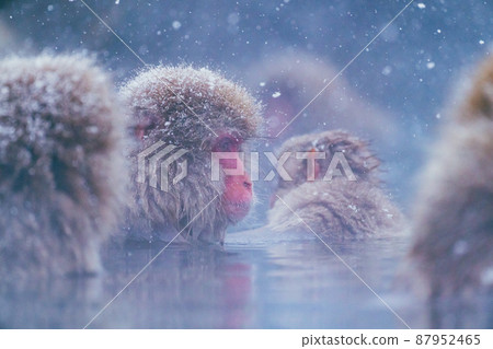Snow monkey in Jigokudani Monkey Park Snow monkey in Jigokudani Monkey Park 87952465