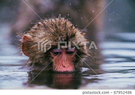 Snow monkey in Jigokudani Monkey Park Snow monkey in Jigokudani Monkey Park 87952486