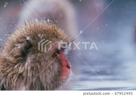 Snow monkey in Jigokudani Monkey Park Snow monkey in Jigokudani Monkey Park 87952493