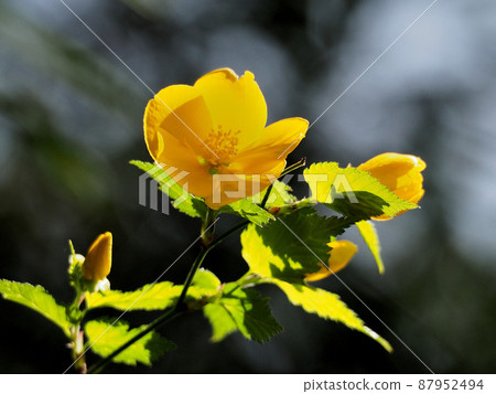 Scenery of Japanese kerria flowers blooming in soft yellow in the sunlight Scenery of Japanese kerria flowers blooming in soft yellow in the sunlight 87952494