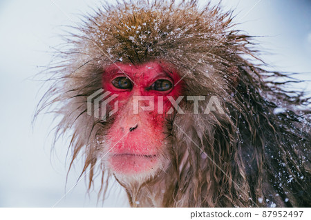 Snow monkey in Jigokudani Monkey Park Snow monkey in Jigokudani Monkey Park 87952497
