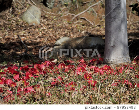 A landscape with many camellia flowers falling on the ground under the trees in the park A landscape with many camellia flowers falling on the ground under the trees in the park 87952498