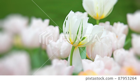 Beautiful tulips. Spring nature background for web banner and card design. 87953264