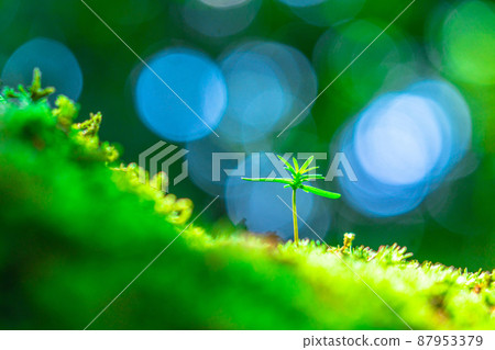 Young cypress trees that sprout in the forest Young cypress trees that sprout in the forest 87953379