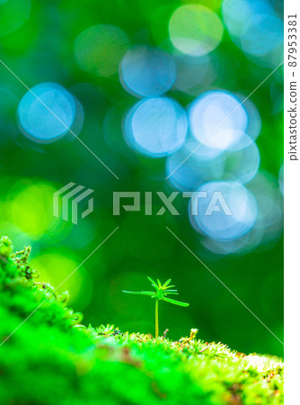 Young cypress trees that sprout in the forest 87953381