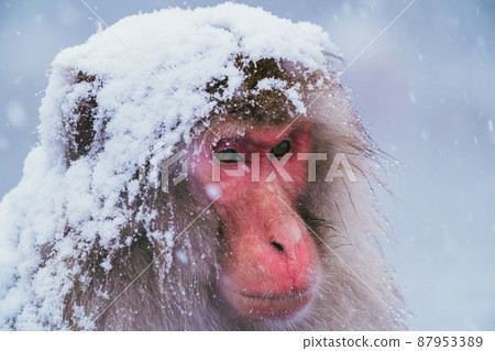 Snow monkey in Jigokudani Monkey Park Snow monkey in Jigokudani Monkey Park 87953389