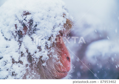 Snow monkey in Jigokudani Monkey Park Snow monkey in Jigokudani Monkey Park 87953402