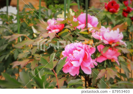 Bright pink peony flower Bright pink peony flower 87953403