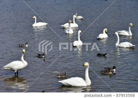 City of Trees Sendai Hirose River Whooper Swan upstream of Hirose Bridge City of Trees Sendai Hirose River Whooper Swan upstream of Hirose Bridge 87953508