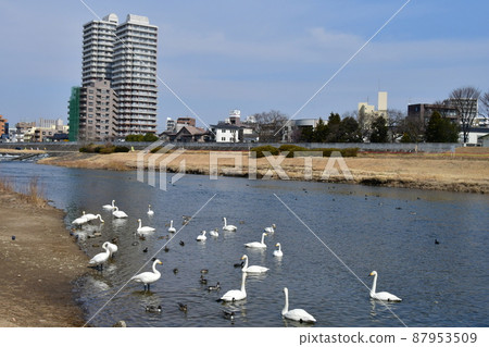 樹之城 仙台廣瀨川 廣瀨橋上游的大天鵝 樹之城 仙台廣瀨川 廣瀨橋上游的大天鵝 87953509