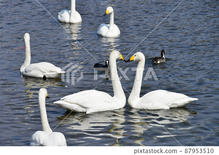 City of Trees Sendai Hirose River Whooper Swan upstream of Hirose Bridge 87953510