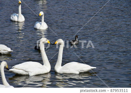 City of Trees Sendai Hirose River The scenery, scenery, early spring, rivers, rivers, streams, water surface, famous water, wide of the whooper swan upstream of the Hirose Bridge 87953511