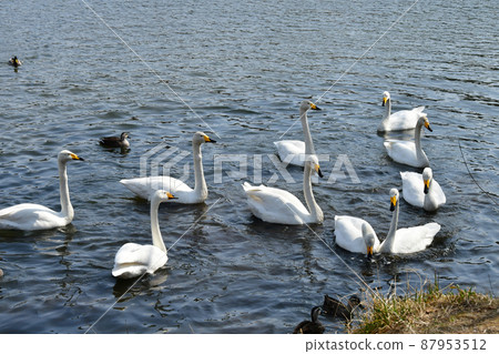City of Trees Sendai Hirose River Whooper Swan upstream of Hirose Bridge City of Trees Sendai Hirose River Whooper Swan upstream of Hirose Bridge 87953512