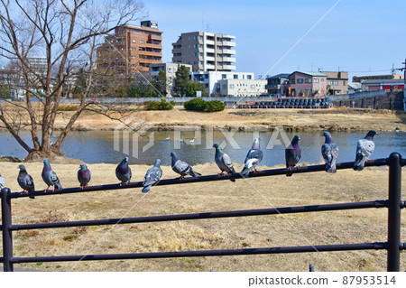 City of Trees Sendai Hirose River Upper Hirose Bridge Pigeons gathering for feeding swans 87953514