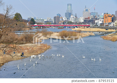 樹之城仙台廣瀨川上廣瀨橋景觀和大天鵝 87953515
