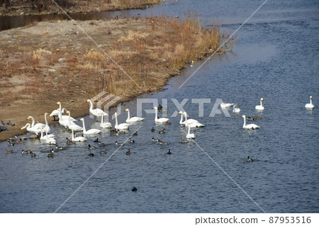 City of Trees Sendai Hirose River Whooper Swan upstream of Hirose Bridge City of Trees Sendai Hirose River Whooper Swan upstream of Hirose Bridge 87953516